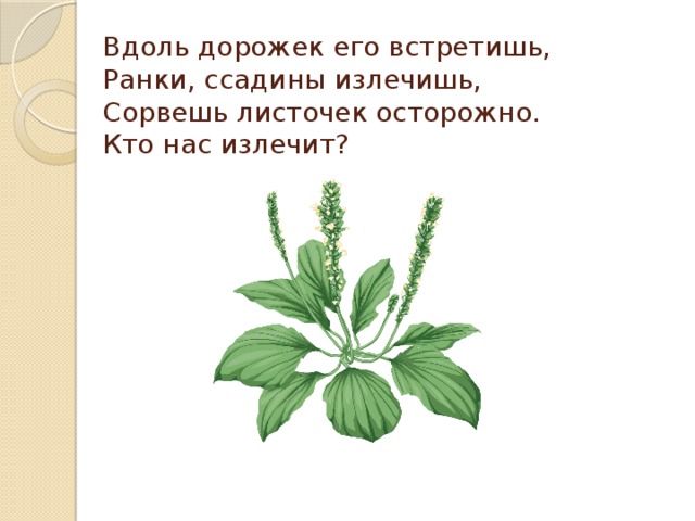 Вдоль дорожек его встретишь,  Ранки, ссадины излечишь,  Сорвешь листочек осторожно.  Кто нас излечит?