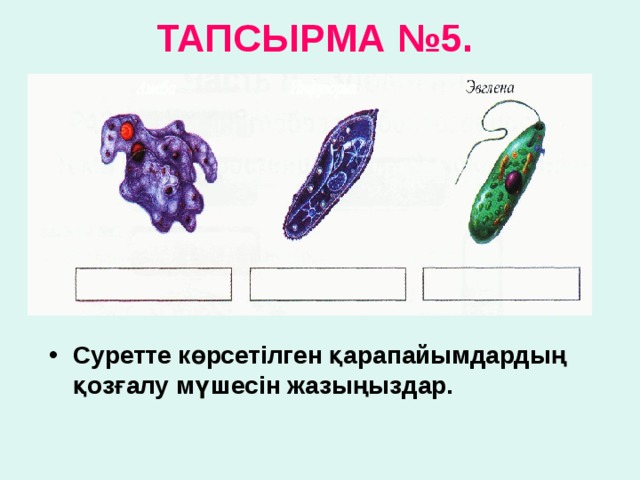 ТАПСЫРМА № 5 .