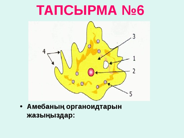 ТАПСЫРМА № 6