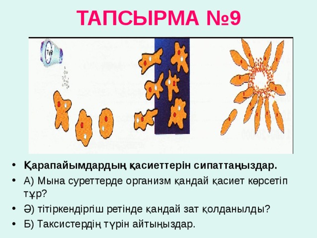 ТАПСЫРМА № 9