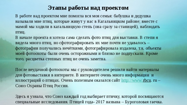   В работе над проектом мне помогла вся моя семья: бабушка и дедушка называли мне птиц, которые живут у нас в Кагальницком районе; вместе с мамой мы ходили в кагальницкую степь (она сразу за станицей), наблюдать птиц. В начале проекта я хотела сама сделать фото птиц для выставки. В степи я видела много птиц, но сфотографировать их мне почти не удавалось – фотографии получались нечёткими, фотографировала издалека, т.к. объекты моей фотоохоты были очень осторожными и близко не подпускали. Кроме того, расцветка степных птиц не очень заметна. После неудачной фотоохоты мы с руководителем решили найти материалы для фотовыставки в интернете. В интернете очень много информации и иллюстраций о птицах. Очень полезным оказался сайт http :// www . rbcu . ru – Союз Охраны Птиц России. Здесь я узнала, что Союз каждый год выбирает птичку, которой посвящаются специальные исследования. Птицей года- 2017 названа – Буроголовая гаечка. Этапы работы над проектом