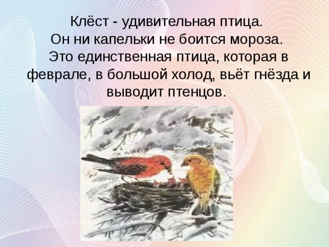 Клёст - удивительная птица.  Он ни капельки не боится мороза.  Это единственная птица, которая в феврале, в большой холод, вьёт гнёзда и выводит птенцов.