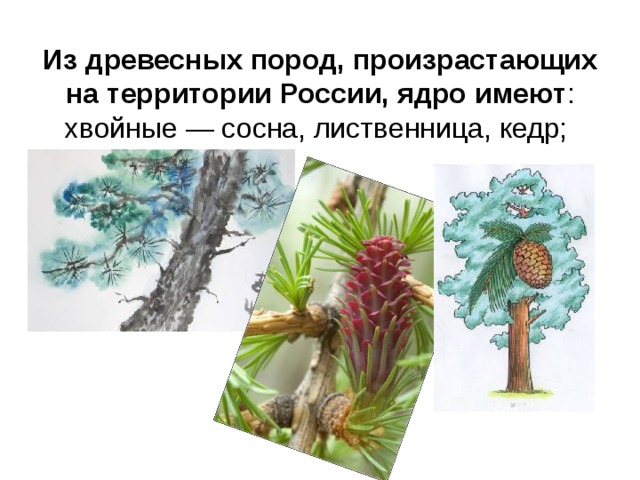 Из древесных пород, произрастающих на территории России, ядро имеют : хвойные — сосна, лиственница, кедр;