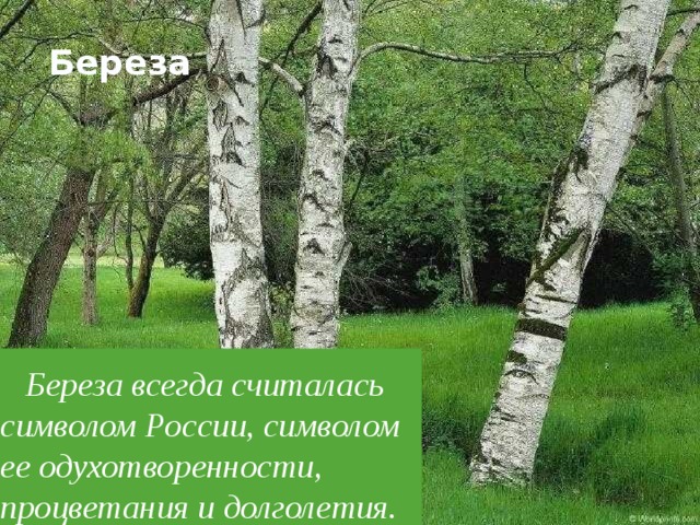 Береза  Береза всегда считалась символом России, символом ее одухотворенности, процветания и долголетия.