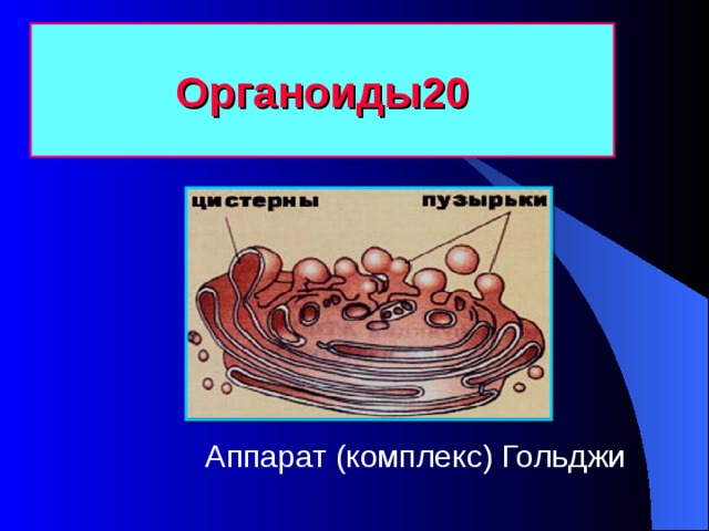 Органоиды20 Аппарат (комплекс) Гольджи
