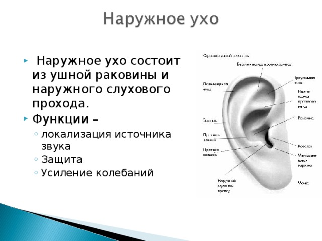 Наружное ухо состоит из ушной раковины и наружного слухового прохода. Функции – локализация источника звука Защита Усиление колебаний локализация источника звука Защита Усиление колебаний