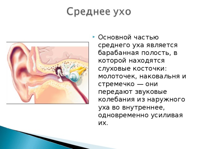 Основной частью среднего уха является барабанная полость, в которой находятся слуховые косточки: молоточек, наковальня и стремечко — они передают звуковые колебания из наружного уха во внутреннее, одновременно усиливая их.