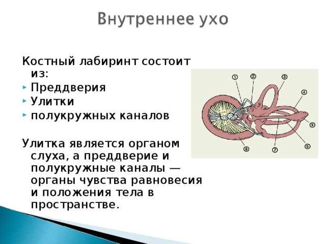 Улитка является органом. Костный Лабиринт улитки состоит из. Костный Лабиринт состоит из. Улитка является органом слуха равновесия. Внутреннее ухо костный Лабиринт.
