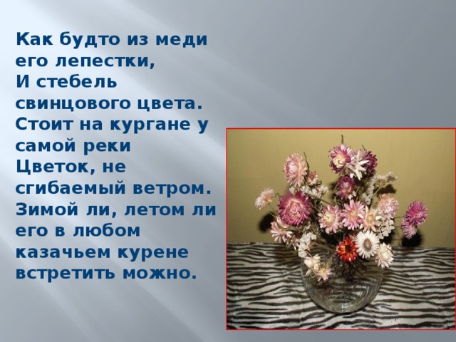 Как будто из меди его лепестки,  И стебель свинцового цвета.  Стоит на кургане у самой реки  Цветок, не сгибаемый ветром.    Зимой ли, летом ли его в любом казачьем курене встретить можно.