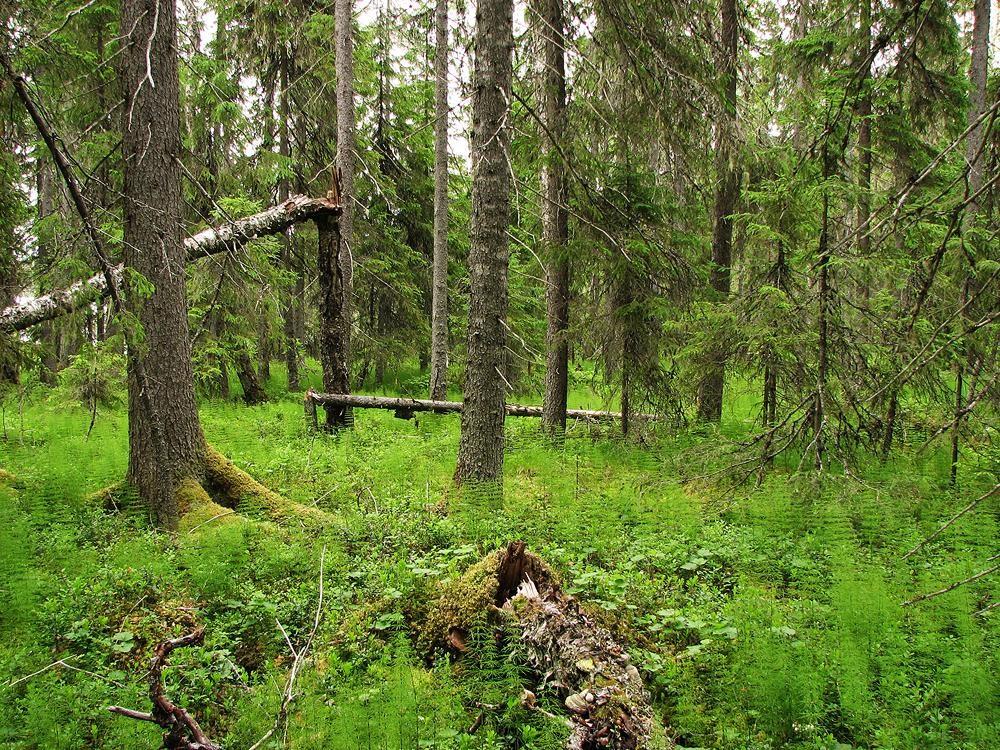 Студенты изучают уникальные экосистемы ненарушенной тайги. Лесные экосистемы России. Лесная экосистема. Таёжный лес экосистема. Биогеоценоз Сосновый лес.