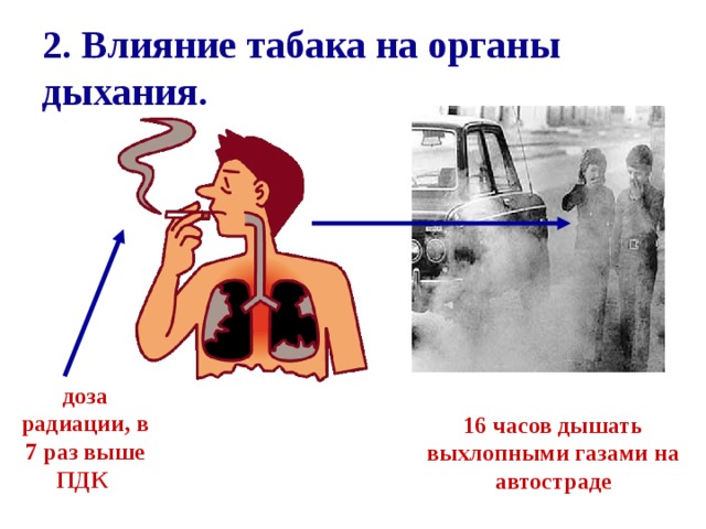 2. Влияние табака на органы дыхания. доза радиации, в 7 раз выше ПДК 16 часов дышать выхлопными газами на автостраде