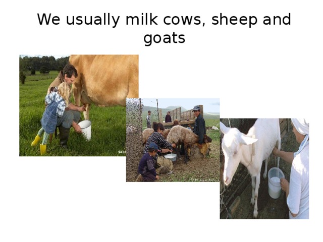 We usually milk cows, sheep and goats