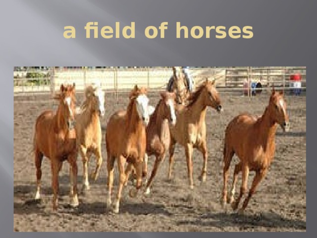 a field of horses