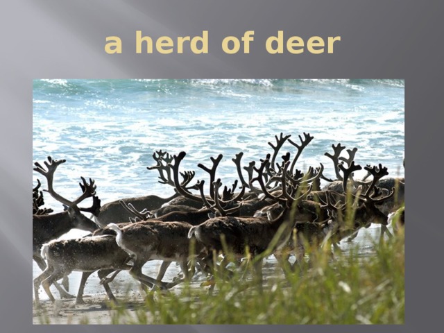 a herd of deer