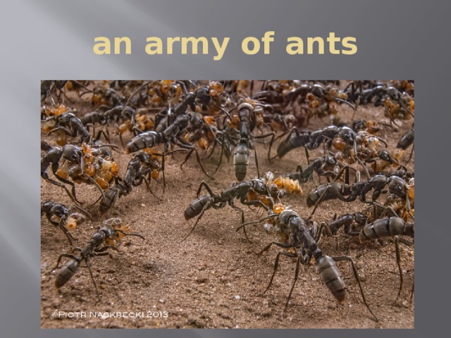 an army of ants