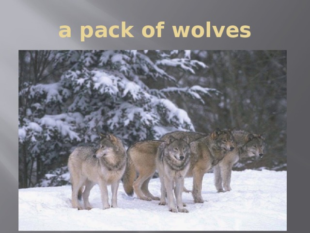 a pack of wolves