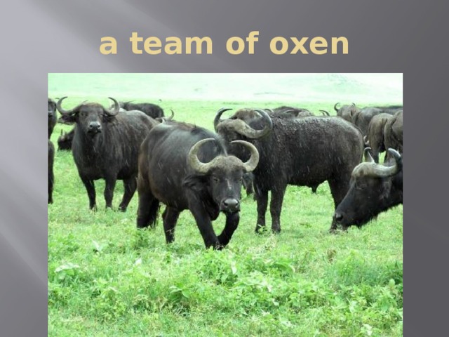a team of oxen