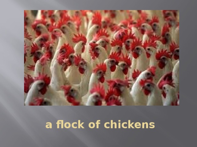 a flock of chickens