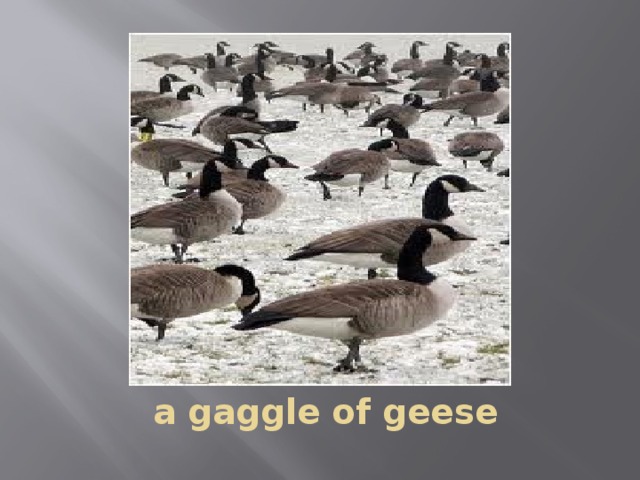 a gaggle of geese