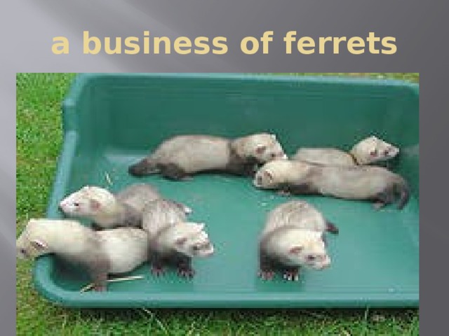 a business of ferrets