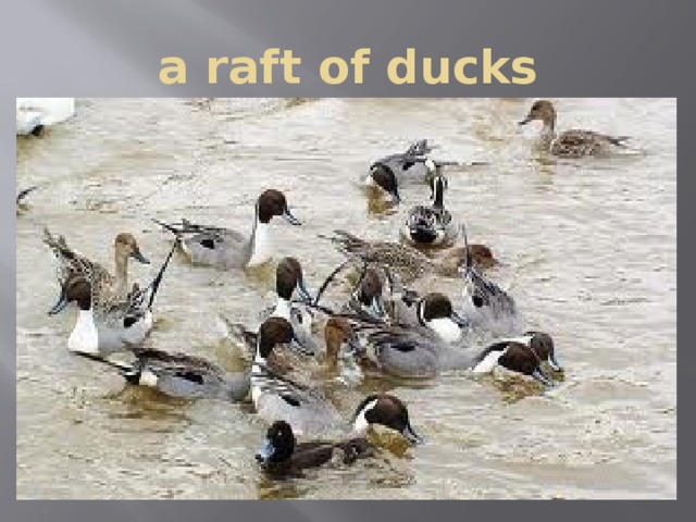 a raft of ducks