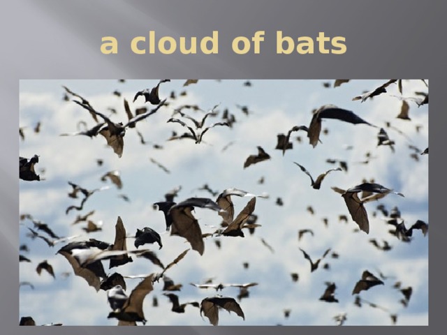 a cloud of bats