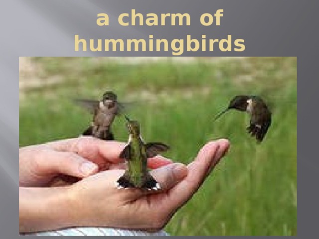 a charm of hummingbirds