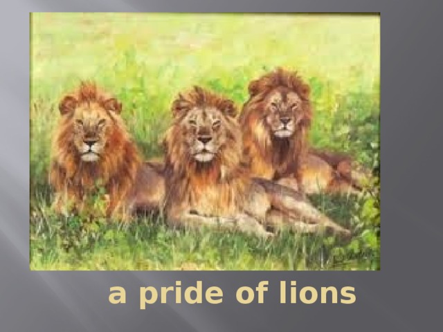 a pride of lions