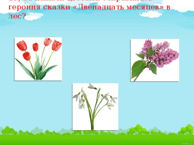 13) За какими цветами отправилась героиня сказки «Двенадцать месяцев» в лес?