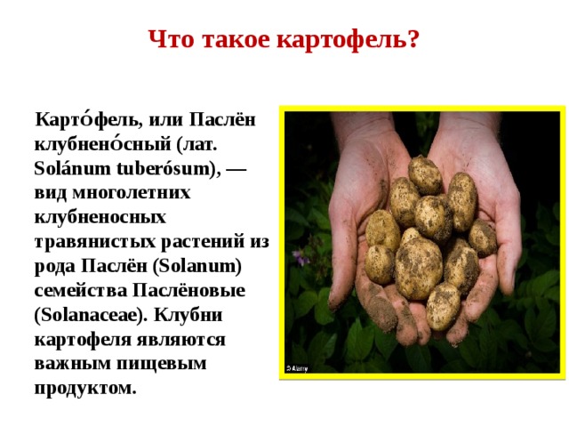 Что такое картофель?   Карто́фель, или Паслён клубнено́сный (лат. Solánum tuberósum), — вид многолетних клубненосных травянистых растений из рода Паслён (Solanum) семейства Паслёновые (Solanaceae). Клубни картофеля являются важным пищевым продуктом.