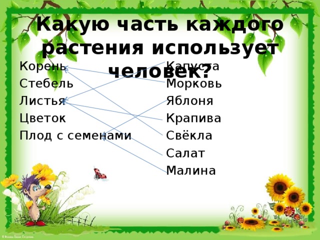 Какую часть каждого растения использует человек? Корень Капуста Стебель Морковь Яблоня Листья Цветок Крапива Свёкла Плод с семенами Салат Малина