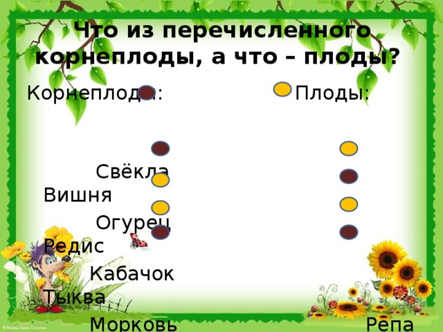 Что из перечисленного корнеплоды, а что – плоды? Корнеплоды: Плоды:  Свёкла Вишня  Огурец Редис  Кабачок Тыква  Морковь Репа