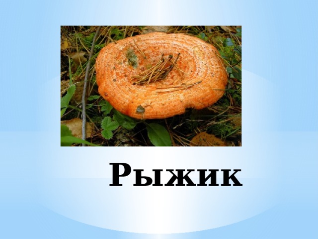 Рыжик