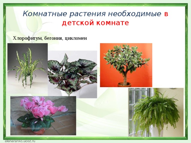 Комнатные растения необходимые в детской комнате  Хлорофитум, бегония, цикломен Толстянка, папоротник