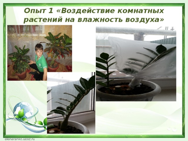 Опыт 1 «Воздействие комнатных растений на влажность воздуха»