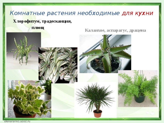 Комнатные растения необходимые для кухни  Хлорофитум, традесканция,  плющ Каланхое, аспарагус, драцена