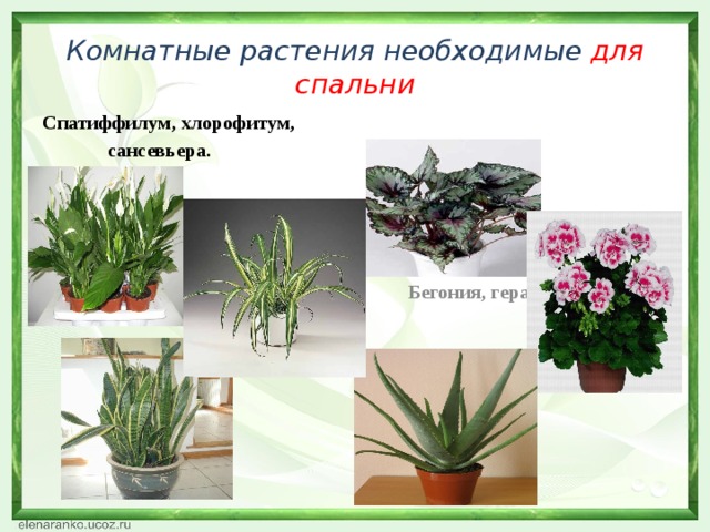 Комнатные растения необходимые для спальни Спатиффилум, хлорофитум,  Бегония, герань, алоэ.  сансевьера.