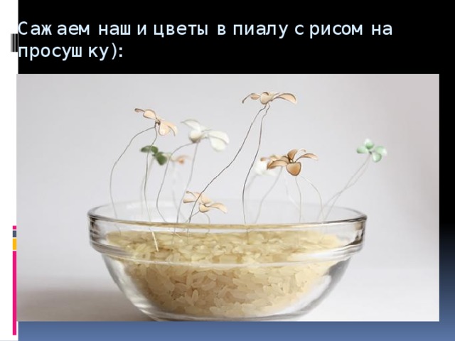 Сажаем наши цветы в пиалу с рисом на просушку):