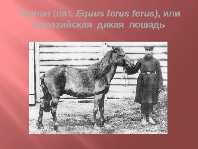 Тарпан (лат. Equus ferus ferus) , или Евразийская дикая лошадь
