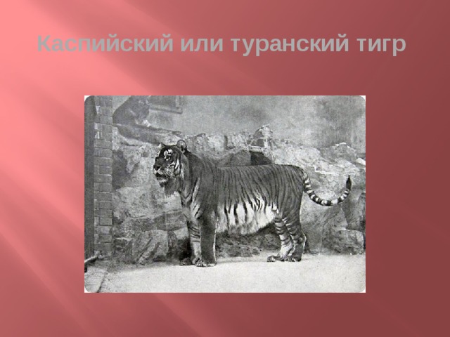 Каспийский или туранский тигр
