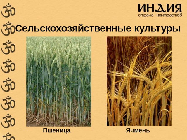 Сельскохозяйственные культуры Пшеница Ячмень