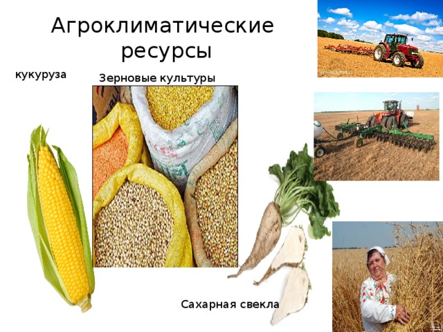 Агроклиматические  ресурсы кукуруза Зерновые культуры Сахарная свекла