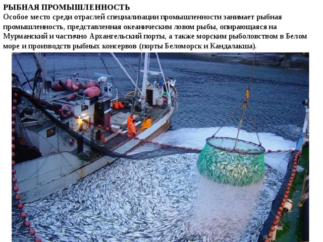 РЫБНАЯ ПРОМЫШЛЕННОСТЬ Особое место среди отраслей специализации промышленности занимает рыбная промышленность, представленная океаническим ловом рыбы, опирающаяся на Мурманский и частично Архангельский порты, а также морским рыболовством в Белом море и производств рыбных консервов (порты Беломорск и Кандалакша).