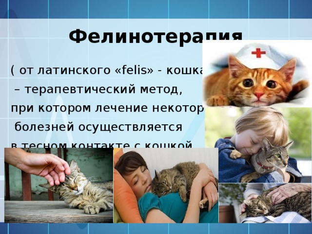 Фелинотерапия ( от латинского «felis» - кошка) – терапевтический метод, при котором лечение некоторых  болезней осуществляется в тесном контакте с кошкой.