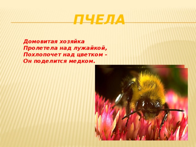 Пчела Домовитая хозяйка Пролетела над лужайкой, Похлопочет над цветком - Он поделится медком.