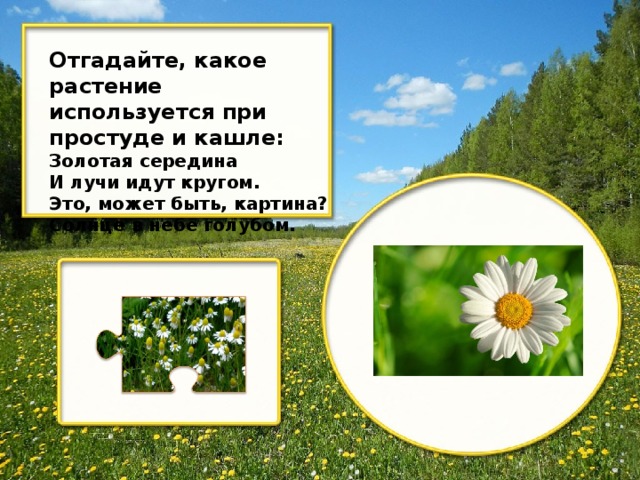 Отгадайте, какое растение используется при простуде и кашле: Золотая середина И лучи идут кругом. Это, может быть, картина? Солнце в небе голубом.