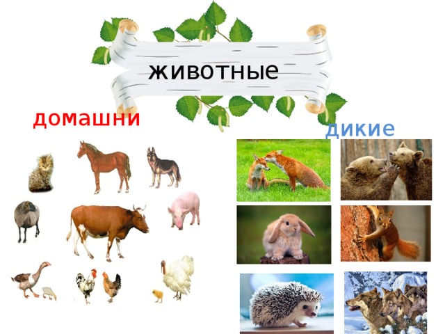 животные домашние дикие