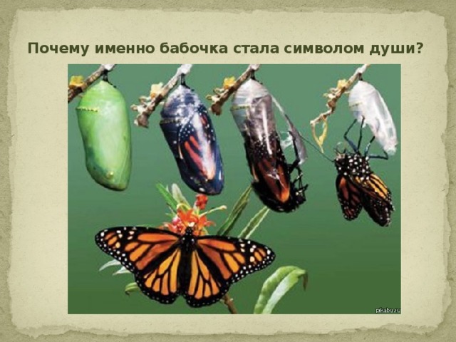 Почему именно бабочка стала символом души?