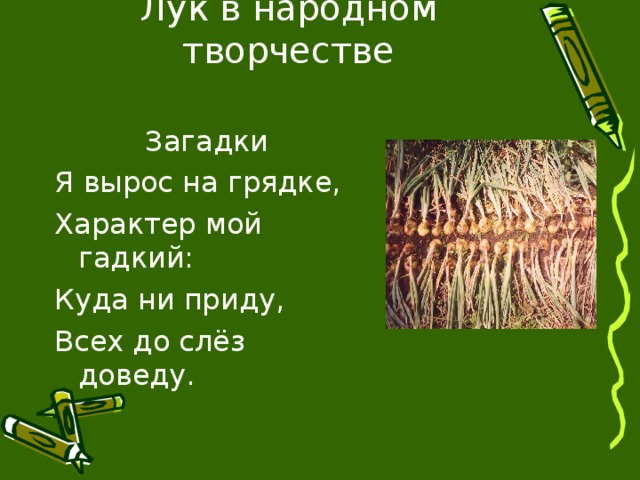 Лук в народном творчестве  Загадки Я вырос на грядке, Характер мой гадкий: Куда ни приду, Всех до слёз доведу.