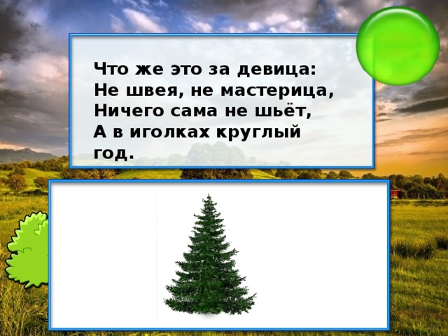 Что же это за девица: Не швея, не мастерица, Ничего сама не шьёт, А в иголках круглый год.